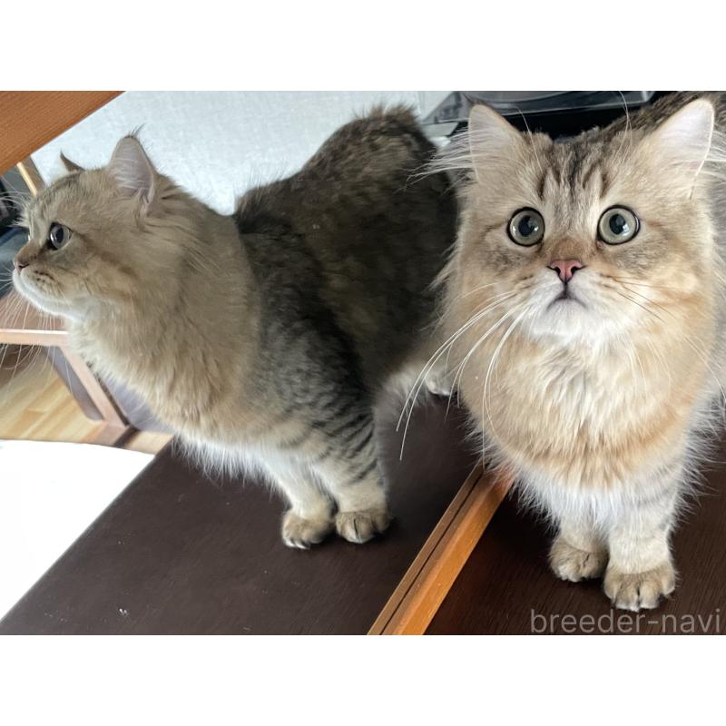 成約済の愛知県のミヌエット-117954の15枚目