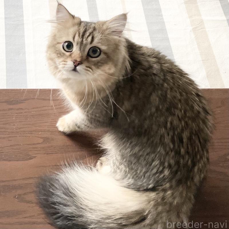 販売中の愛知県のミヌエット-117954