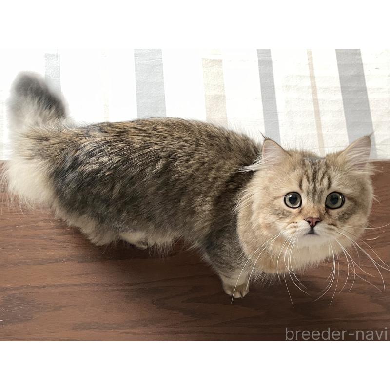 成約済の愛知県のミヌエット-117954の14枚目