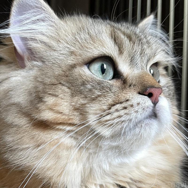 成約済の愛知県のミヌエット-117954の13枚目