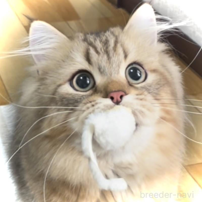 成約済の愛知県のミヌエット-117954の12枚目