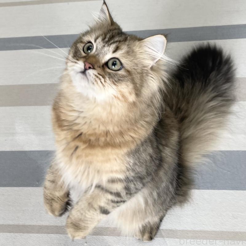 成約済の愛知県のミヌエット-117954の10枚目