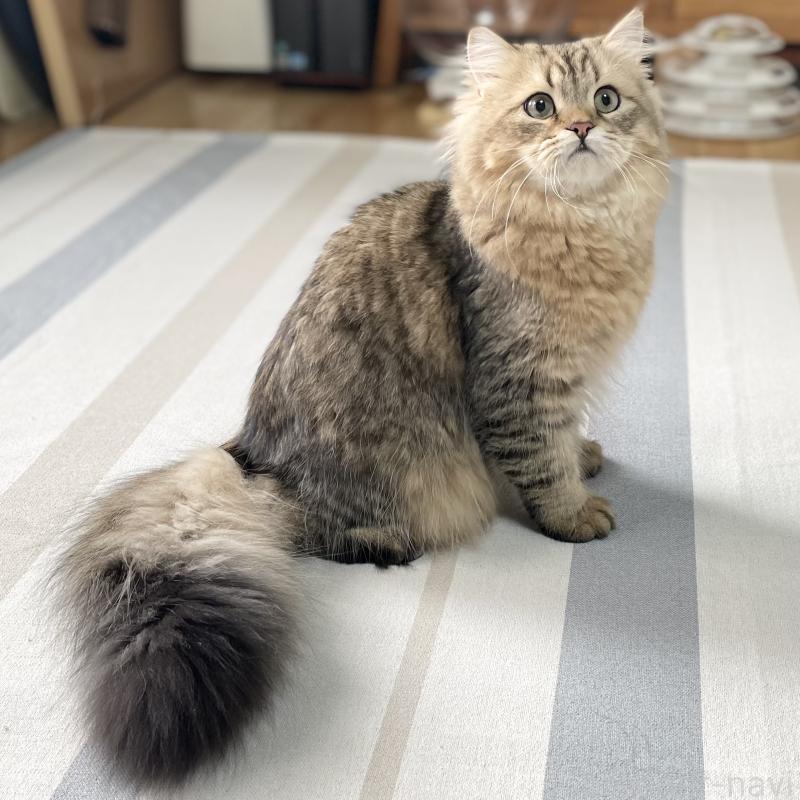 成約済の愛知県のミヌエット-117954の9枚目