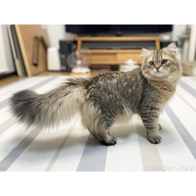 成約済の愛知県のミヌエット-117954の8枚目