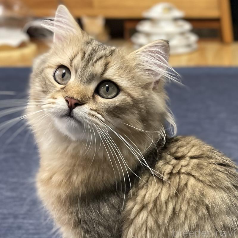 成約済の愛知県のミヌエット-117954の2枚目