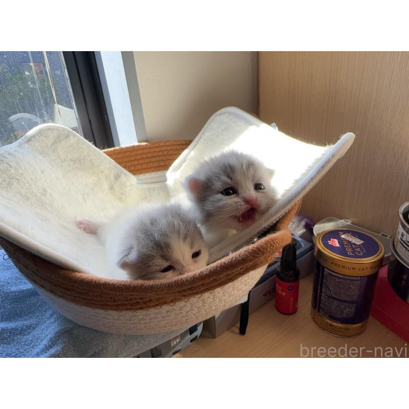 販売中の静岡県のミヌエット(短足)-135306の6枚目