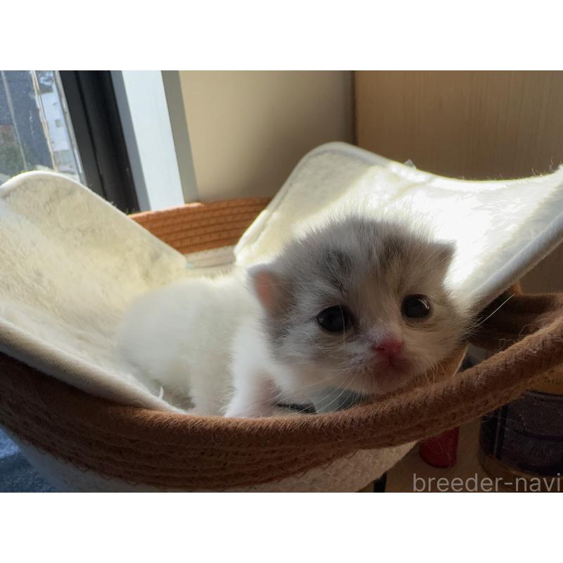 販売中の静岡県のミヌエット(短足)-135306の5枚目