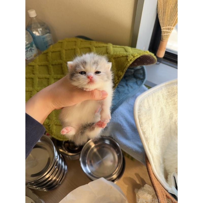 販売中の静岡県のミヌエット(短足)-135306の4枚目