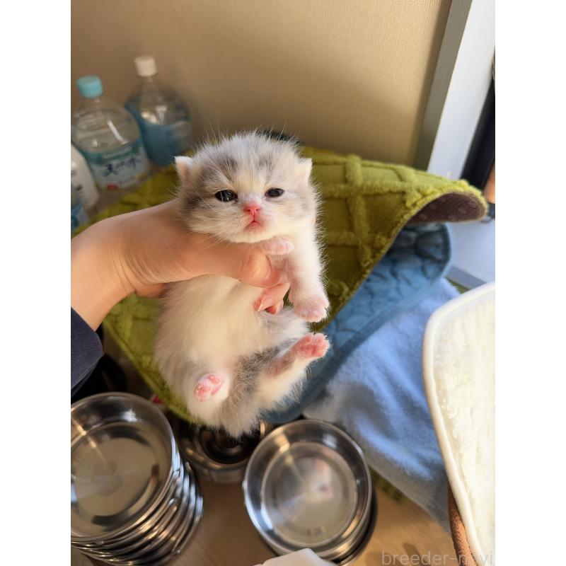 販売中の静岡県のミヌエット(短足)-135306の3枚目