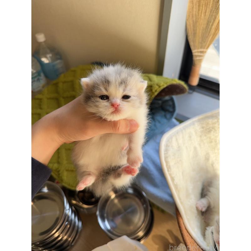 販売中の静岡県のミヌエット(短足)-135306の2枚目