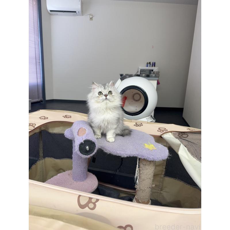 販売中の静岡県のミヌエット-131309の5枚目