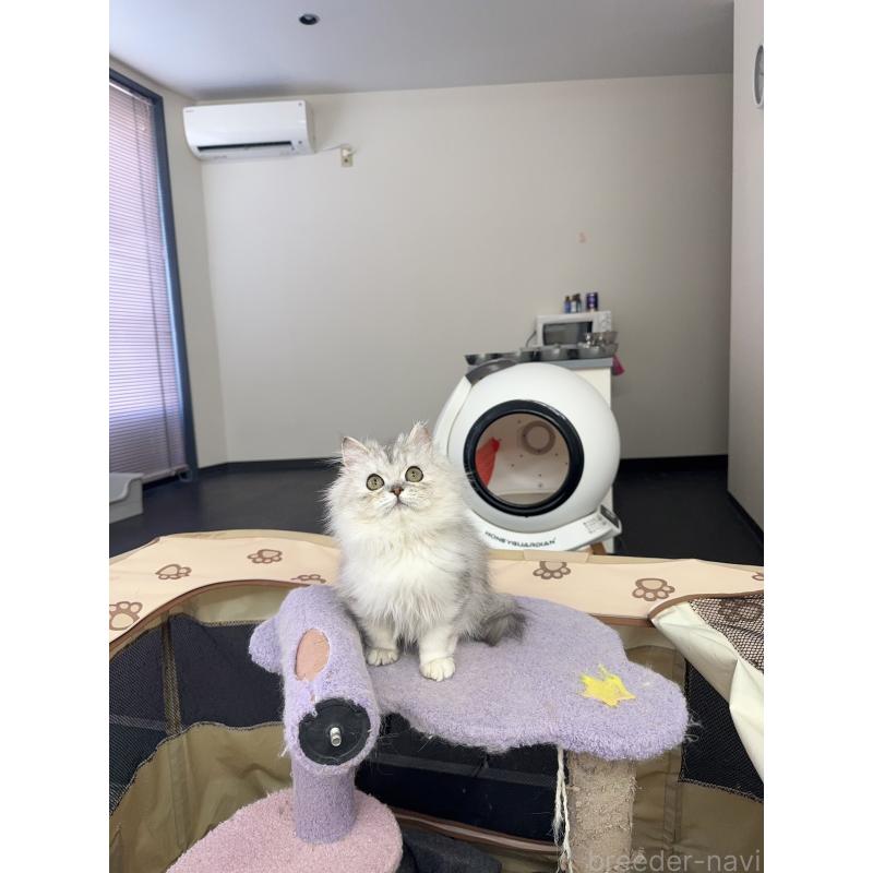 販売中の静岡県のミヌエット-131309の3枚目