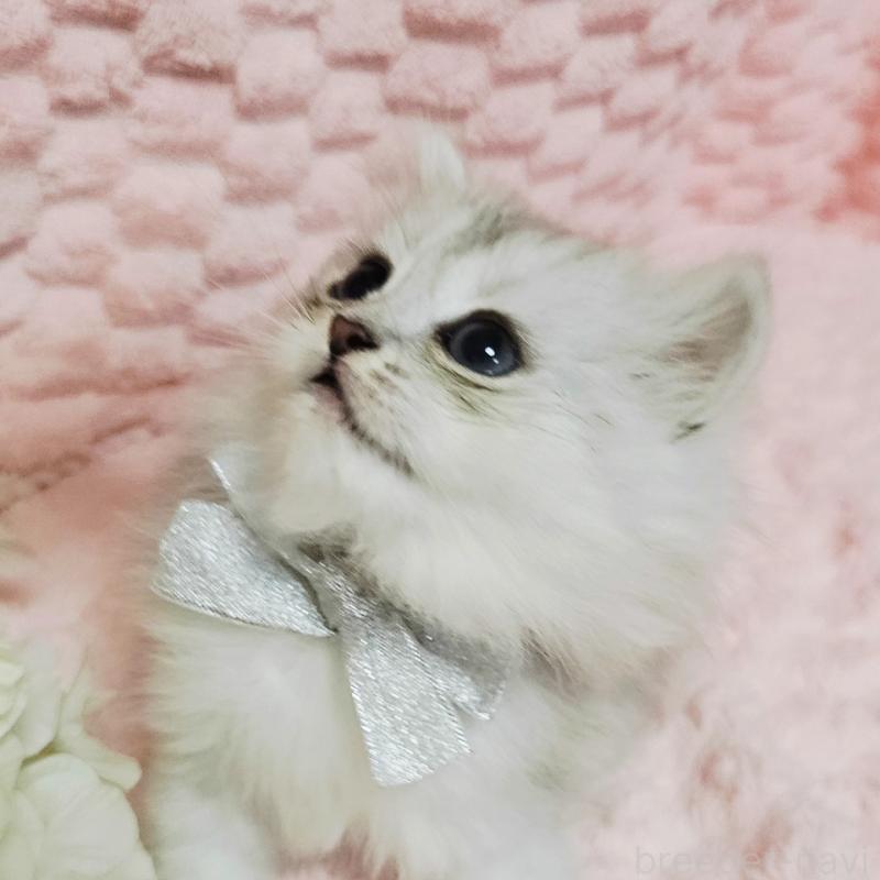 販売中の茨城県のペルシャ(チンチラ)-135308の1枚目