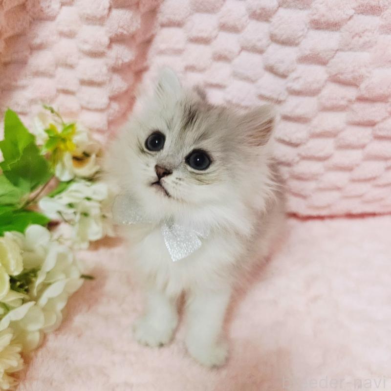 販売中の茨城県のペルシャ(チンチラ)-135308の19枚目