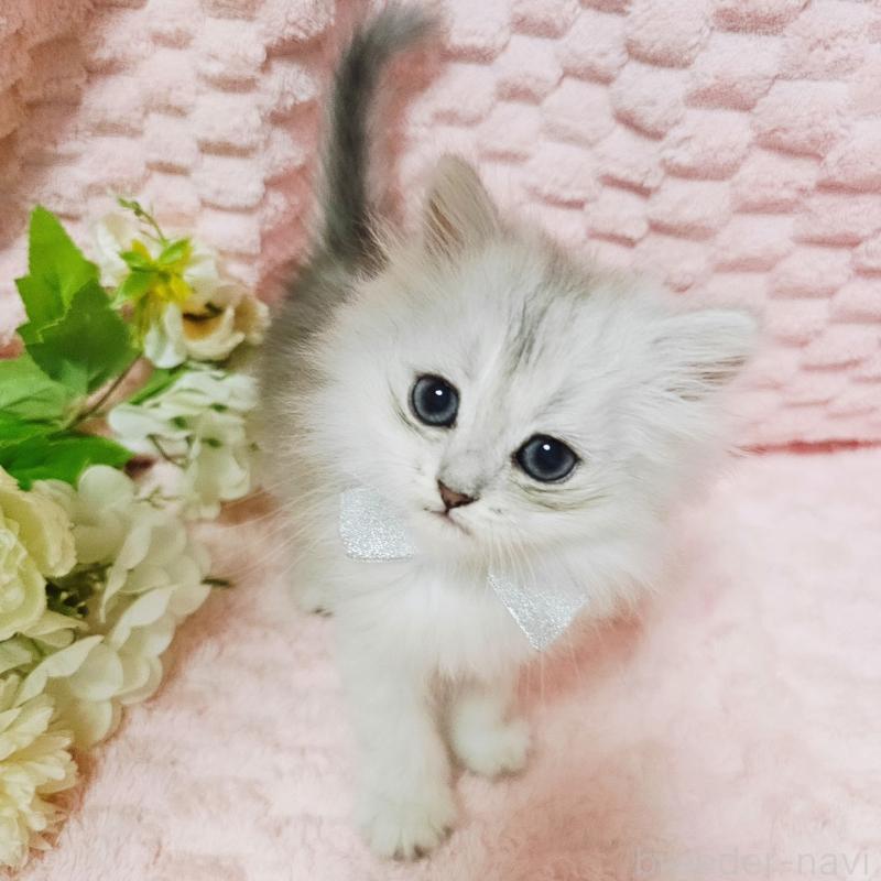 販売中の茨城県のペルシャ(チンチラ)-135308の18枚目