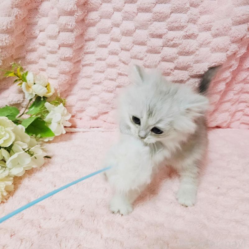 販売中の茨城県のペルシャ(チンチラ)-135308の17枚目