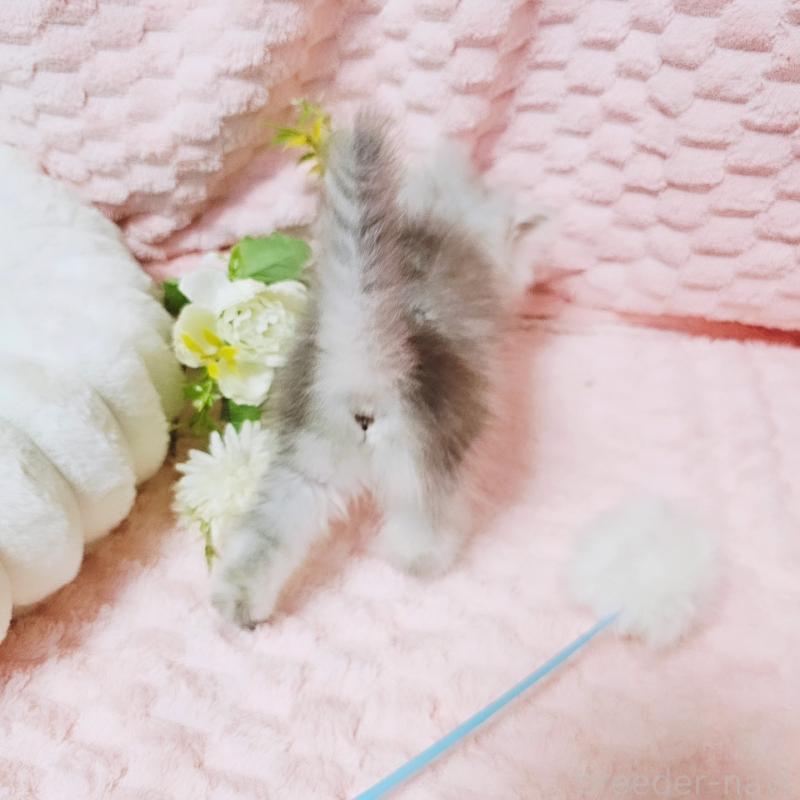 販売中の茨城県のペルシャ(チンチラ)-135308の16枚目