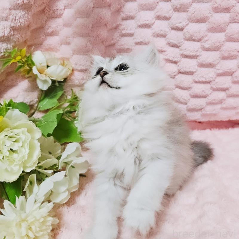 販売中の茨城県のペルシャ(チンチラ)-135308の15枚目