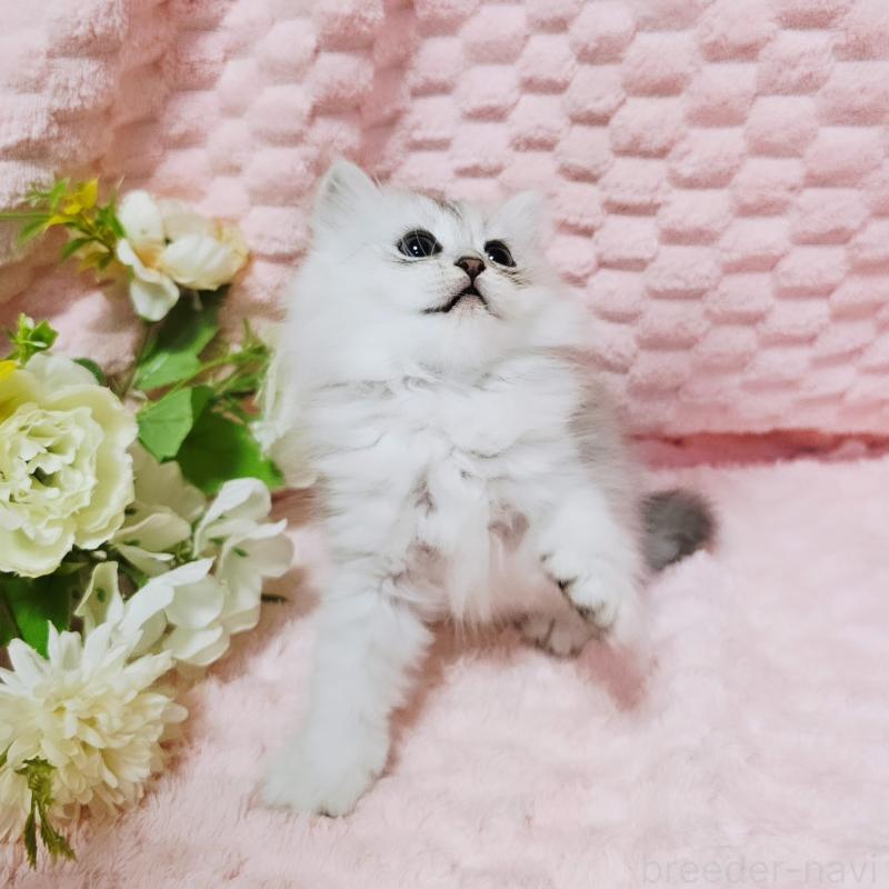 販売中の茨城県のペルシャ(チンチラ)-135308の14枚目