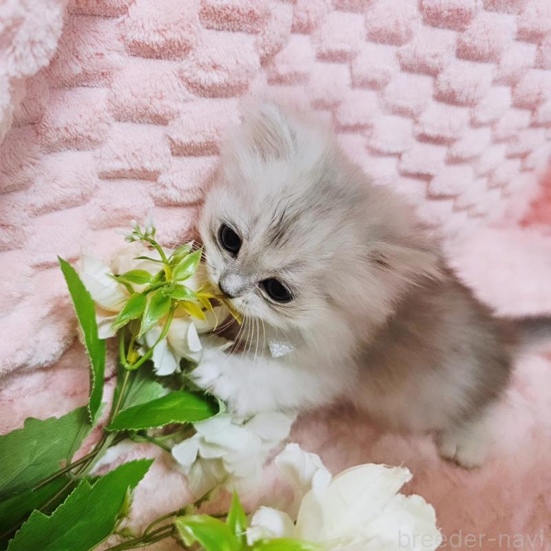 販売中の茨城県のペルシャ(チンチラ)-135308の13枚目