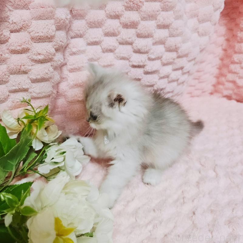 販売中の茨城県のペルシャ(チンチラ)-135308の12枚目