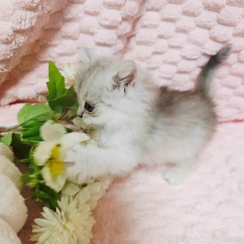 販売中の茨城県のペルシャ(チンチラ)-135308の10枚目