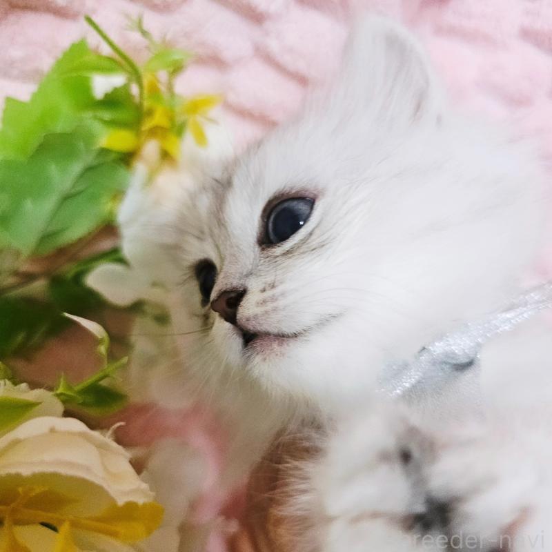 販売中の茨城県のペルシャ(チンチラ)-135308の9枚目