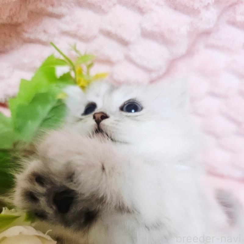 販売中の茨城県のペルシャ(チンチラ)-135308の8枚目