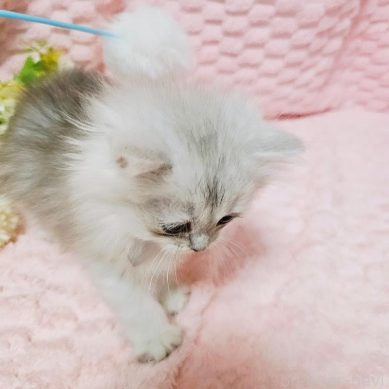 販売中の茨城県のペルシャ(チンチラ)-135308の7枚目