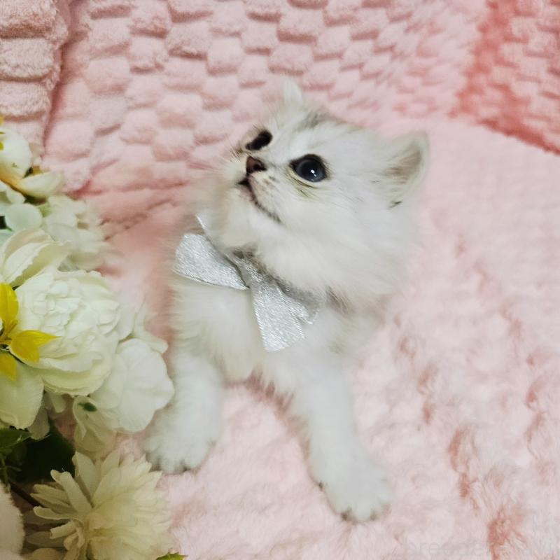 販売中の茨城県のペルシャ(チンチラ)-135308の6枚目