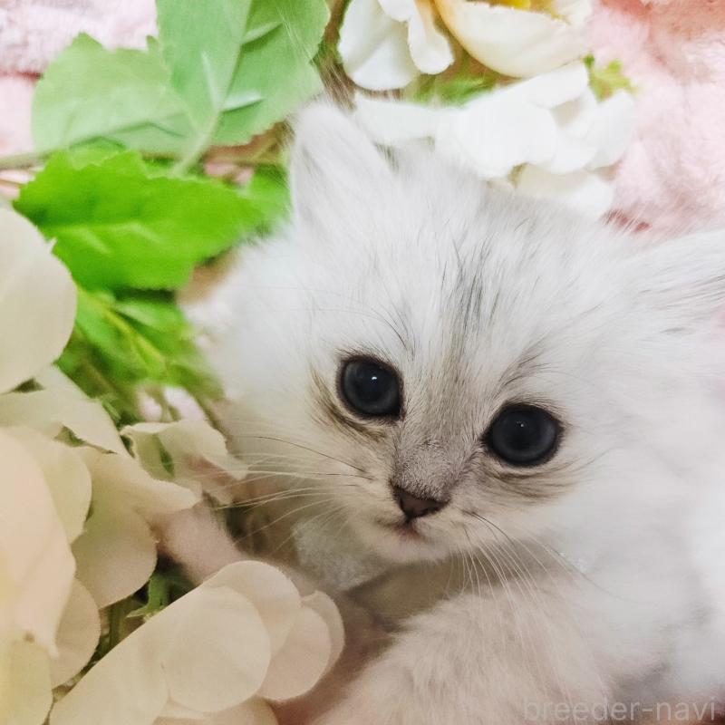 販売中の茨城県のペルシャ(チンチラ)-135308の4枚目