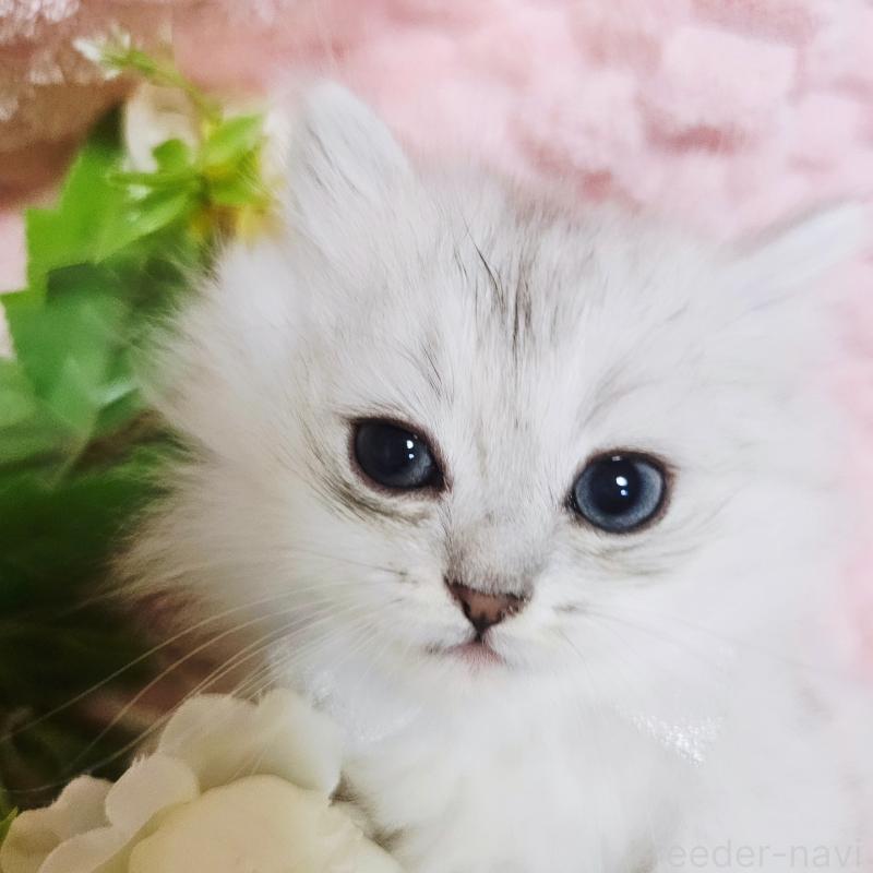 販売中の茨城県のペルシャ(チンチラ)-135308の3枚目