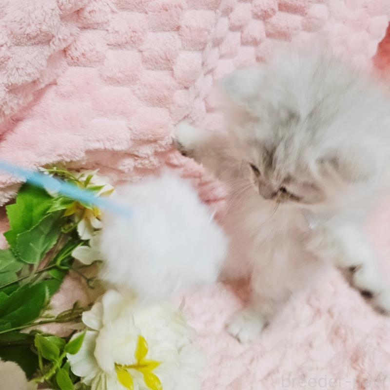 販売中の茨城県のペルシャ(チンチラ)-135308の2枚目