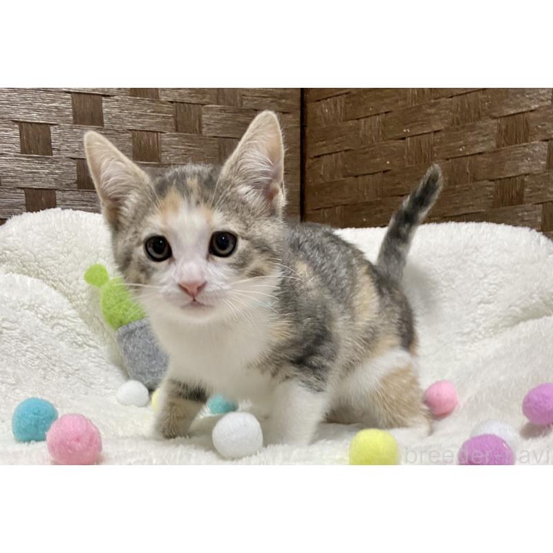 販売中の愛知県のミヌエット-132885の5枚目