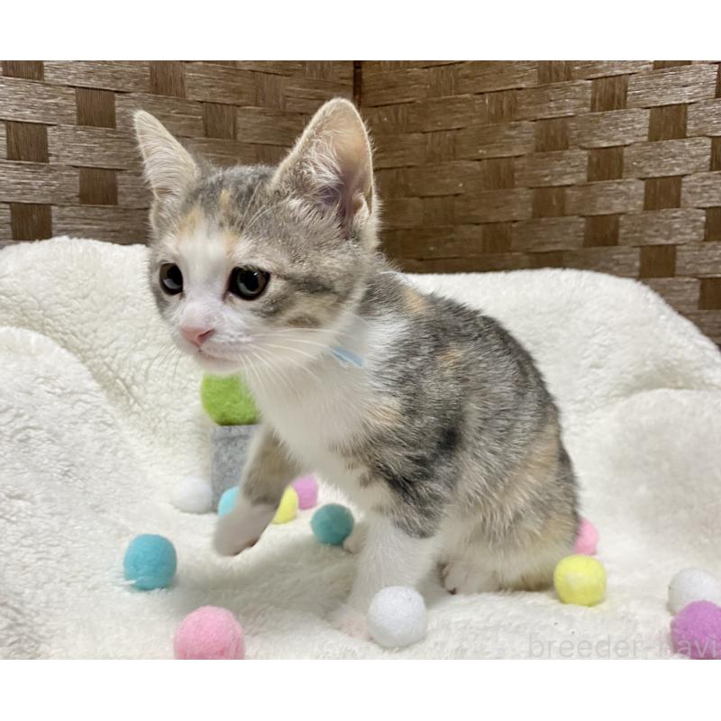 販売中の愛知県のミヌエット-132885の3枚目