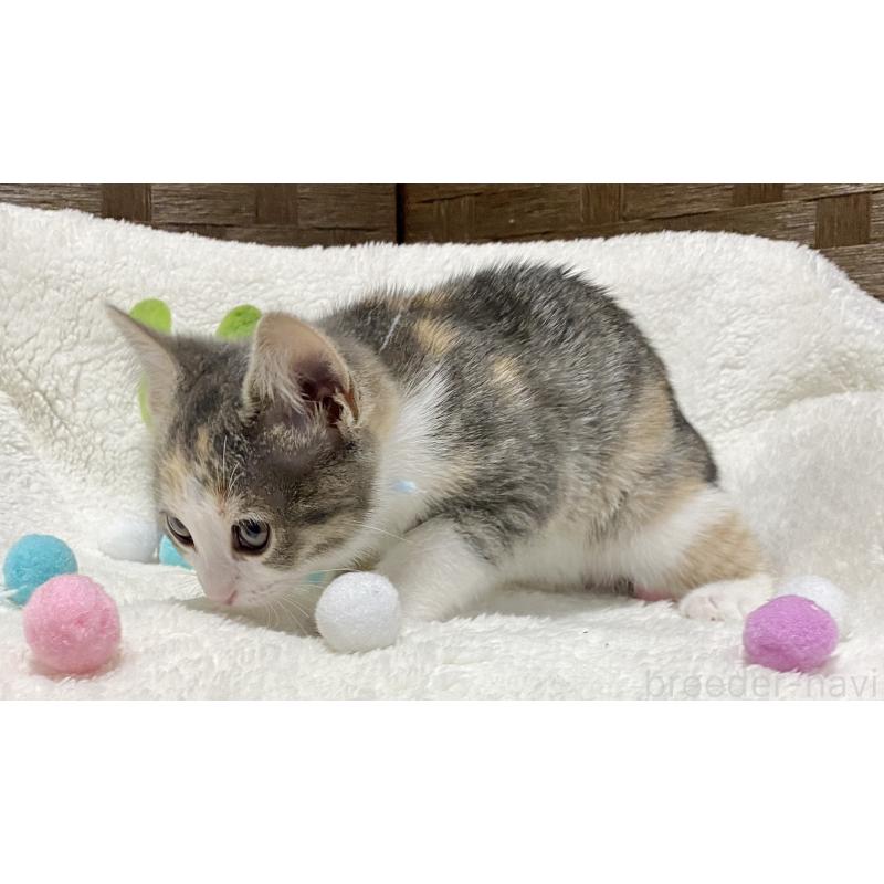 販売中の愛知県のミヌエット-132885の2枚目