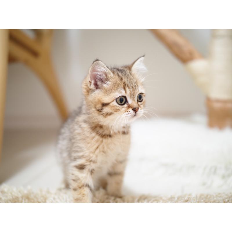 成約済の埼玉県のブリティッシュショートヘア-133668の24枚目