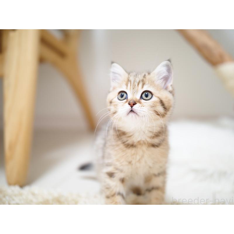 成約済の埼玉県のブリティッシュショートヘア-133668の23枚目