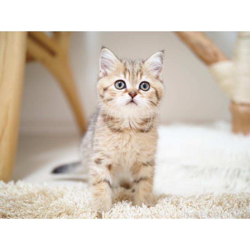 成約済の埼玉県のブリティッシュショートヘア-133668の22枚目