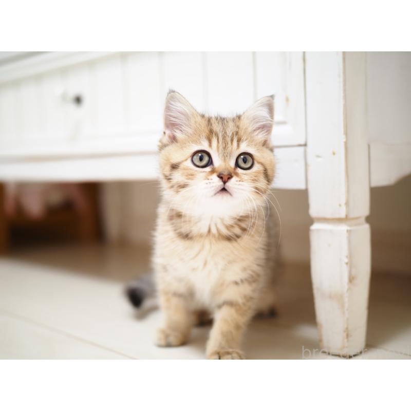 成約済の埼玉県のブリティッシュショートヘア-133668の21枚目