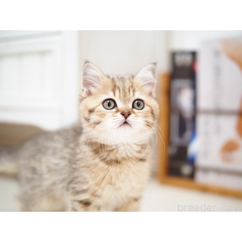 成約済の埼玉県のブリティッシュショートヘア-133668の20枚目