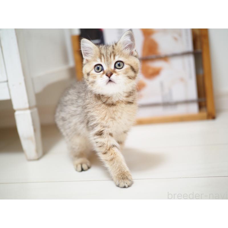 成約済の埼玉県のブリティッシュショートヘア-133668の19枚目