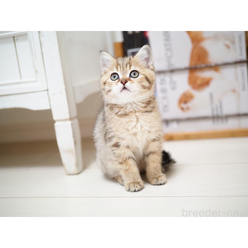 成約済の埼玉県のブリティッシュショートヘア-133668の18枚目