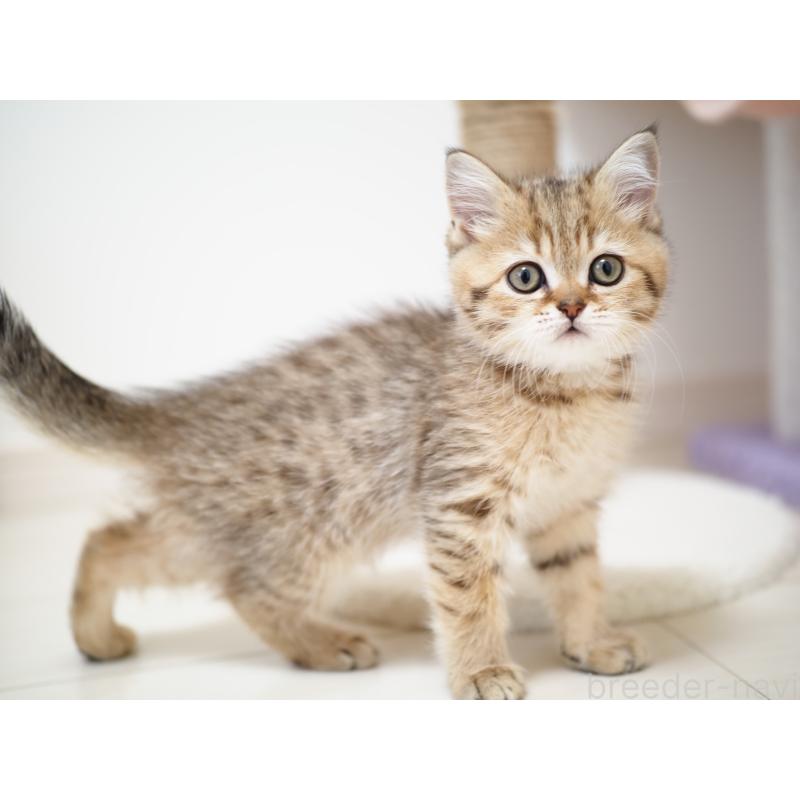 成約済の埼玉県のブリティッシュショートヘア-133668の16枚目