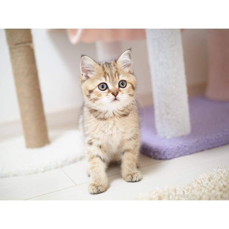 成約済の埼玉県のブリティッシュショートヘア-133668の15枚目