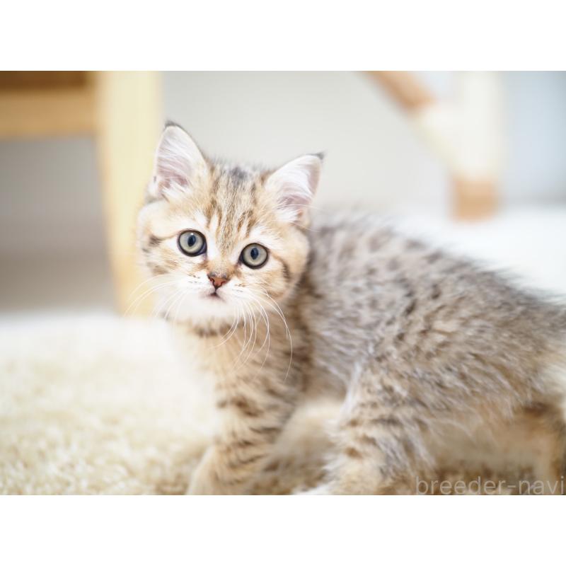 成約済の埼玉県のブリティッシュショートヘア-133668の14枚目