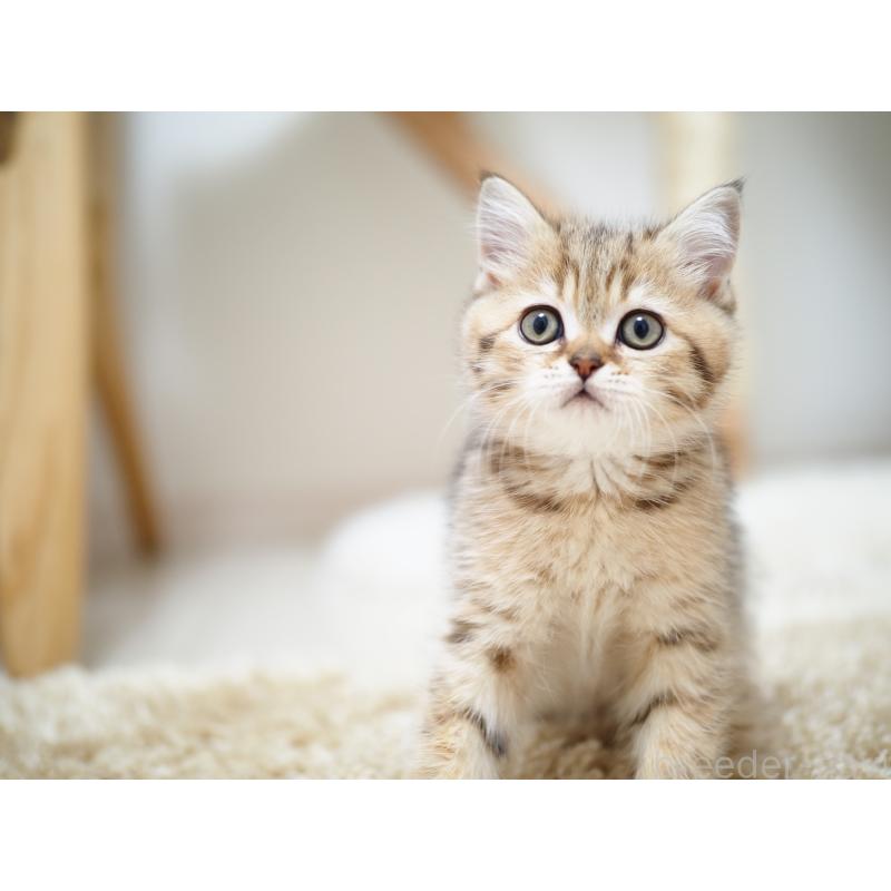 成約済の埼玉県のブリティッシュショートヘア-133668の13枚目