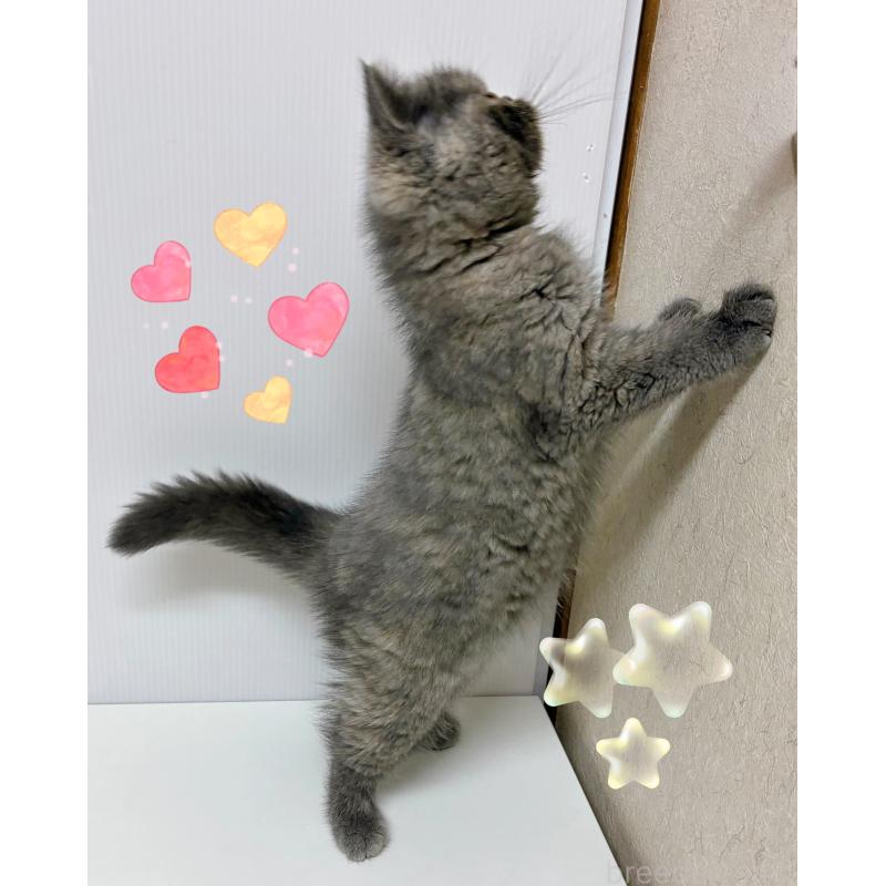 販売中の東京都のエキゾチックショートヘア-133756の3枚目