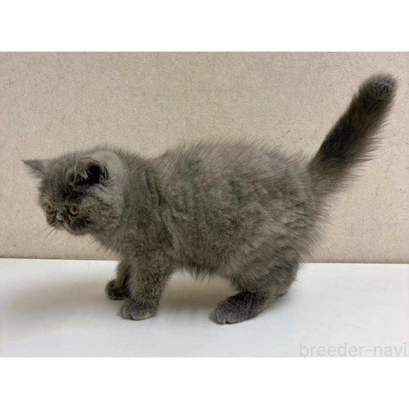 販売中の東京都のエキゾチックショートヘア-133756の2枚目