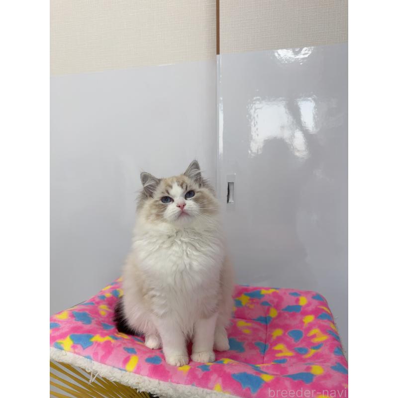 販売中の福岡県のラグドール-130332